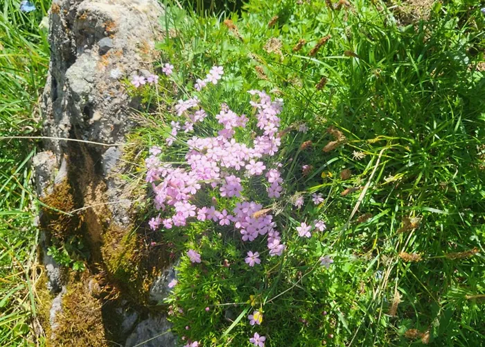 Bel 6 Couchages Allos